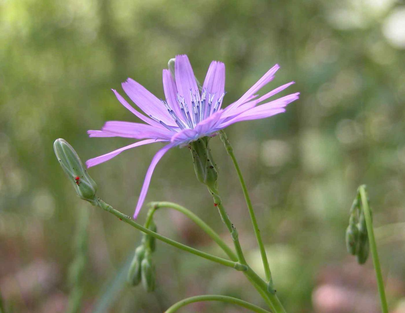 Lettuce, Blue flower